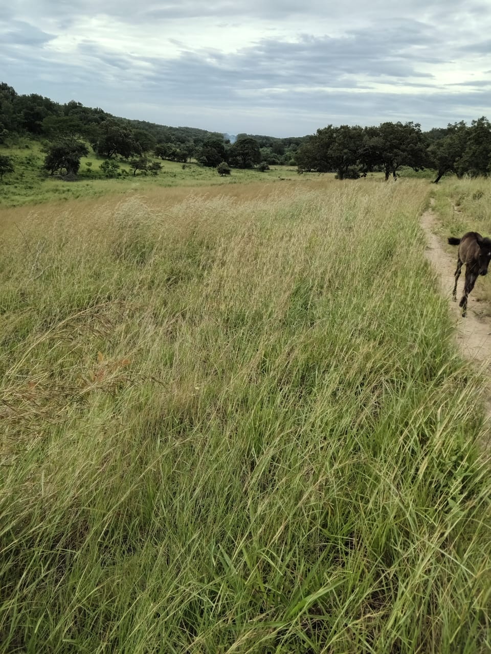 Finca Amazonas - fields